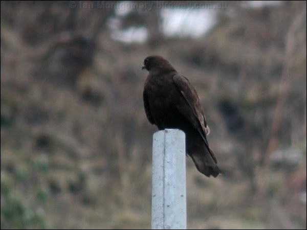 Upland Buzzard upland_buzzard_17397.psd