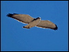 variable_hawk_207286