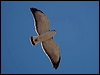 variable_hawk_207289