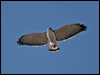 variable_hawk_207583