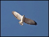 variable_hawk_207590