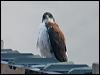 variable_hawk_207627