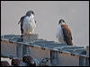 variable_hawk_207629