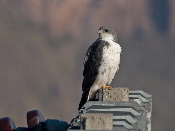 Variable Hawk variable_hawk_207576.psd