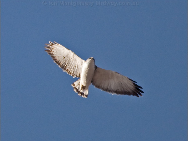 Variable Hawk variable_hawk_207590.psd