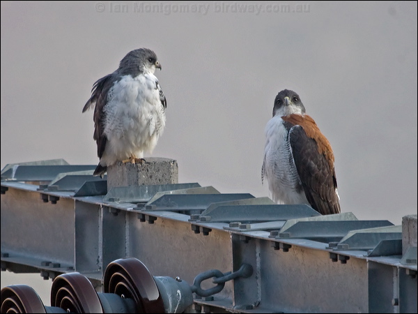 Variable Hawk variable_hawk_207629.psd