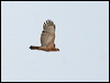 wallaces_hawk_eagle_48683