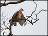 wallaces_hawk_eagle_48718