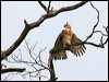 wallaces_hawk_eagle_48732