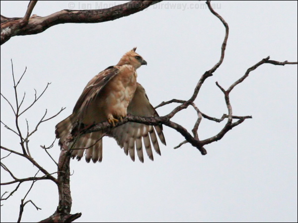 Wallace's Hawk-eagle wallaces_hawk_eagle_48718.psd
