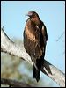 wedge_tailed_eagle_09994