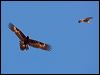wedge_tailed_eagle_151899