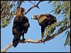 wedge_tailed_eagle_151917