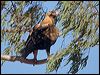 wedge_tailed_eagle_151930