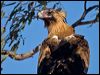 wedge_tailed_eagle_151932