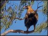 wedge_tailed_eagle_151933