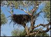 wedge_tailed_eagle_152342