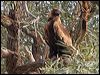 wedge_tailed_eagle_152354