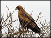 wedge_tailed_eagle_152369