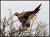 wedge_tailed_eagle_152372