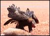 wedge_tailed_eagle_41765