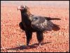 wedge_tailed_eagle_41796