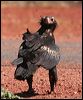 wedge_tailed_eagle_41800