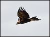wedge_tailed_eagle_93904