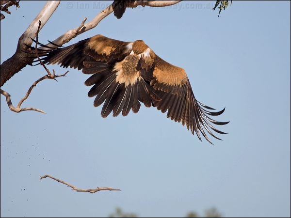 Wedge-tailed Eagle wedge_tailed_eagle_151915.psd