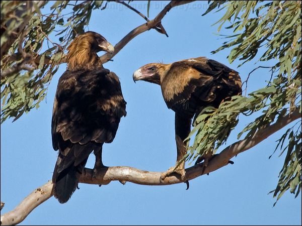 Wedge-tailed Eagle wedge_tailed_eagle_151917.psd