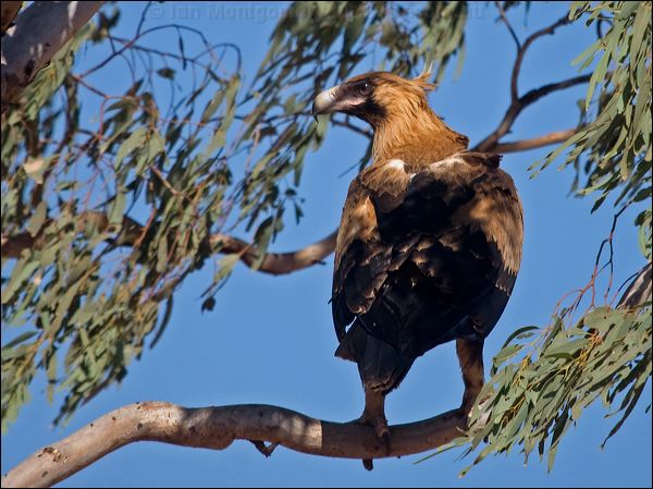 Wedge-tailed Eagle wedge_tailed_eagle_151933.psd