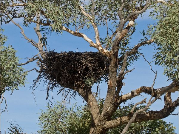 Wedge-tailed Eagle wedge_tailed_eagle_152342.psd