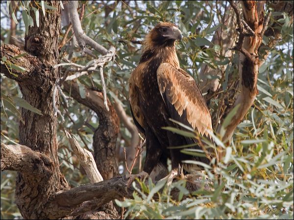 Wedge-tailed Eagle wedge_tailed_eagle_152354.psd
