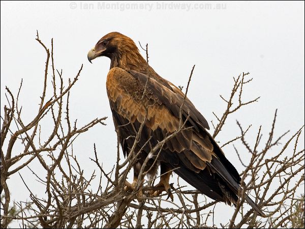 Wedge-tailed Eagle wedge_tailed_eagle_152369.psd