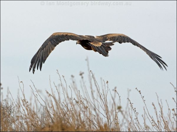 Wedge-tailed Eagle wedge_tailed_eagle_152380.psd