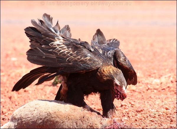 Wedge-tailed Eagle wedge_tailed_eagle_41765.psd