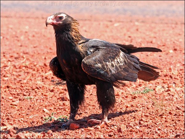 Wedge-tailed Eagle wedge_tailed_eagle_41796.psd