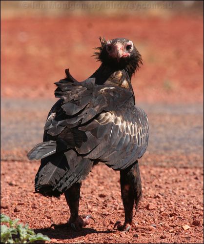 Wedge-tailed Eagle wedge_tailed_eagle_41800.psd