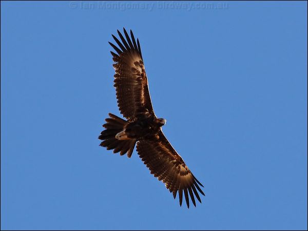 Wedge-tailed Eagle wedge_tailed_eagle_80334.psd