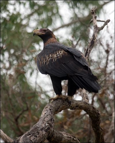 Wedge-tailed Eagle wedge_tailed_eagle_89916.psd