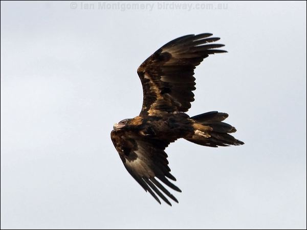 Wedge-tailed Eagle wedge_tailed_eagle_93903.psd