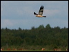 west_marsh_harrier_142479