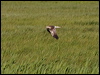 west_marsh_harrier_142481