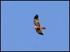 west_marsh_harrier_54385
