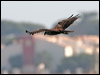 west_marsh_harrier_54390