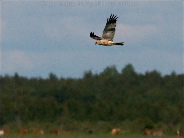 Western Marsh Harrier west_marsh_harrier_142479.psd