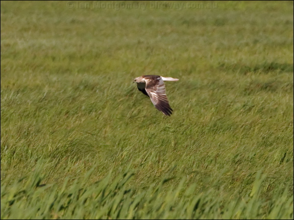 Western Marsh Harrier west_marsh_harrier_142481.psd