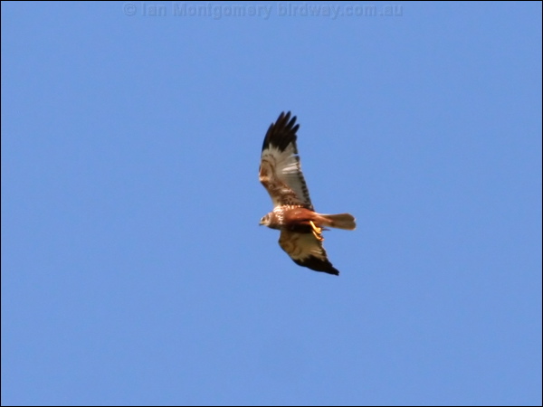 Western Marsh Harrier west_marsh_harrier_54385.psd