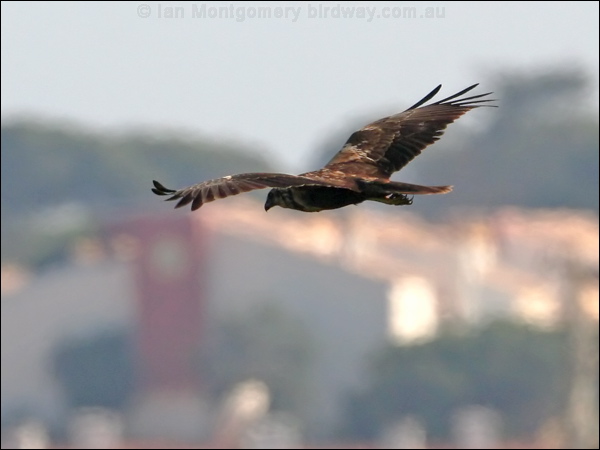 Western Marsh Harrier west_marsh_harrier_54390.psd