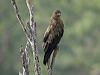whistling_kite_03457
